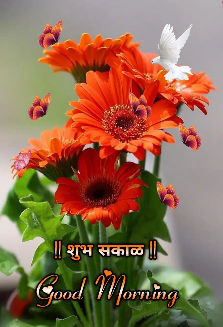 Good Morning Shubh Sakal Flower Images