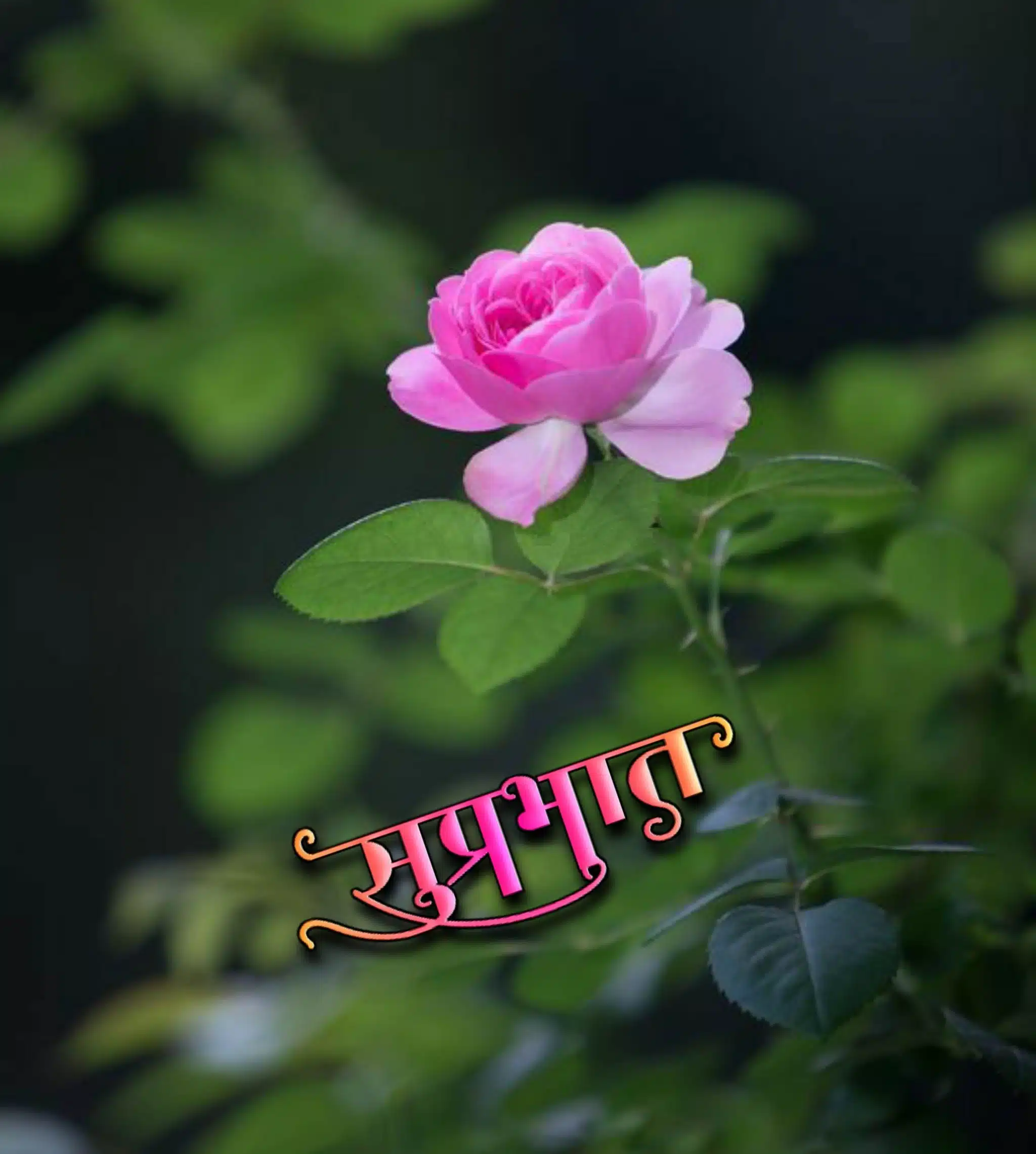 suprabhat flowers images