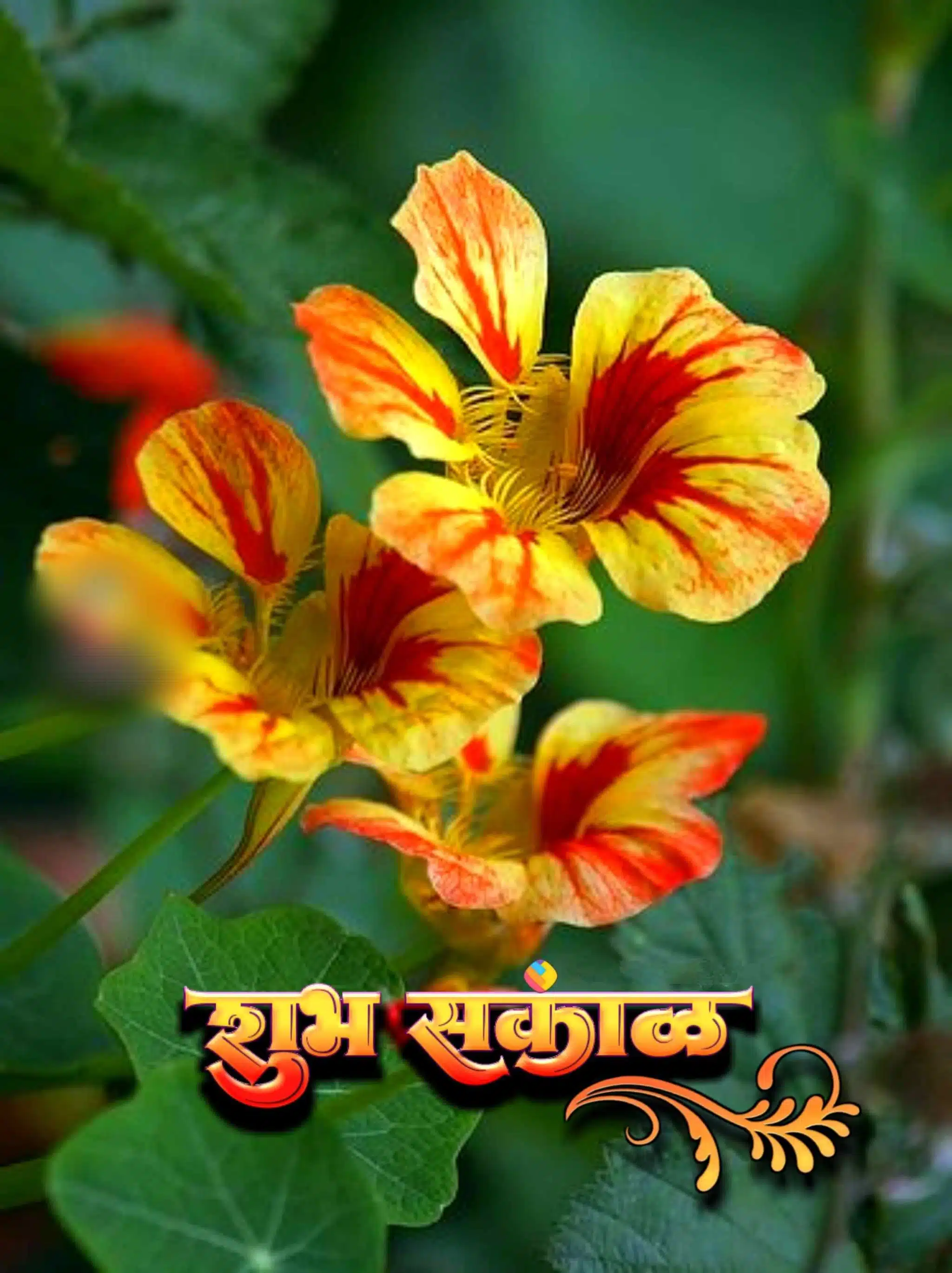 Shubh Sakal Flower Images