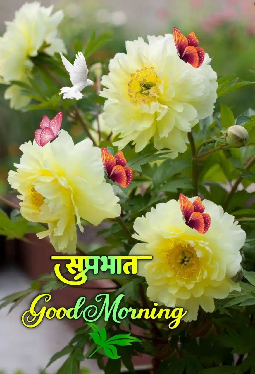 Good Morning Shubh Sakal Flower Images