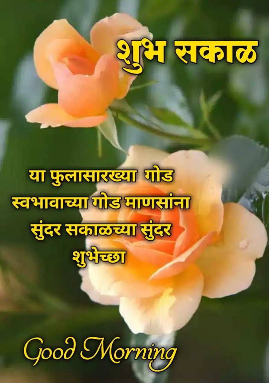 Flowers शुभ सकाळ