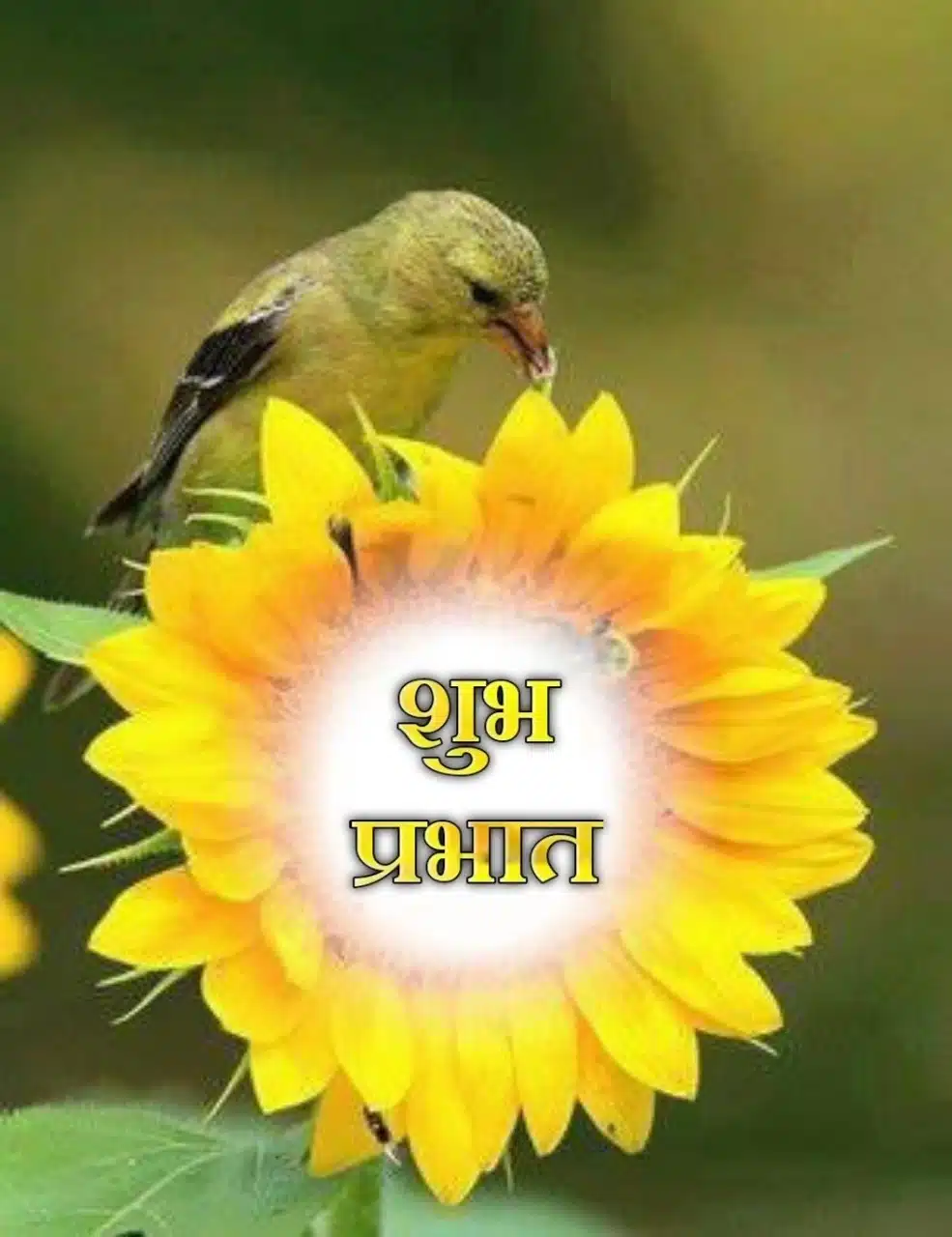 suprabhat flower