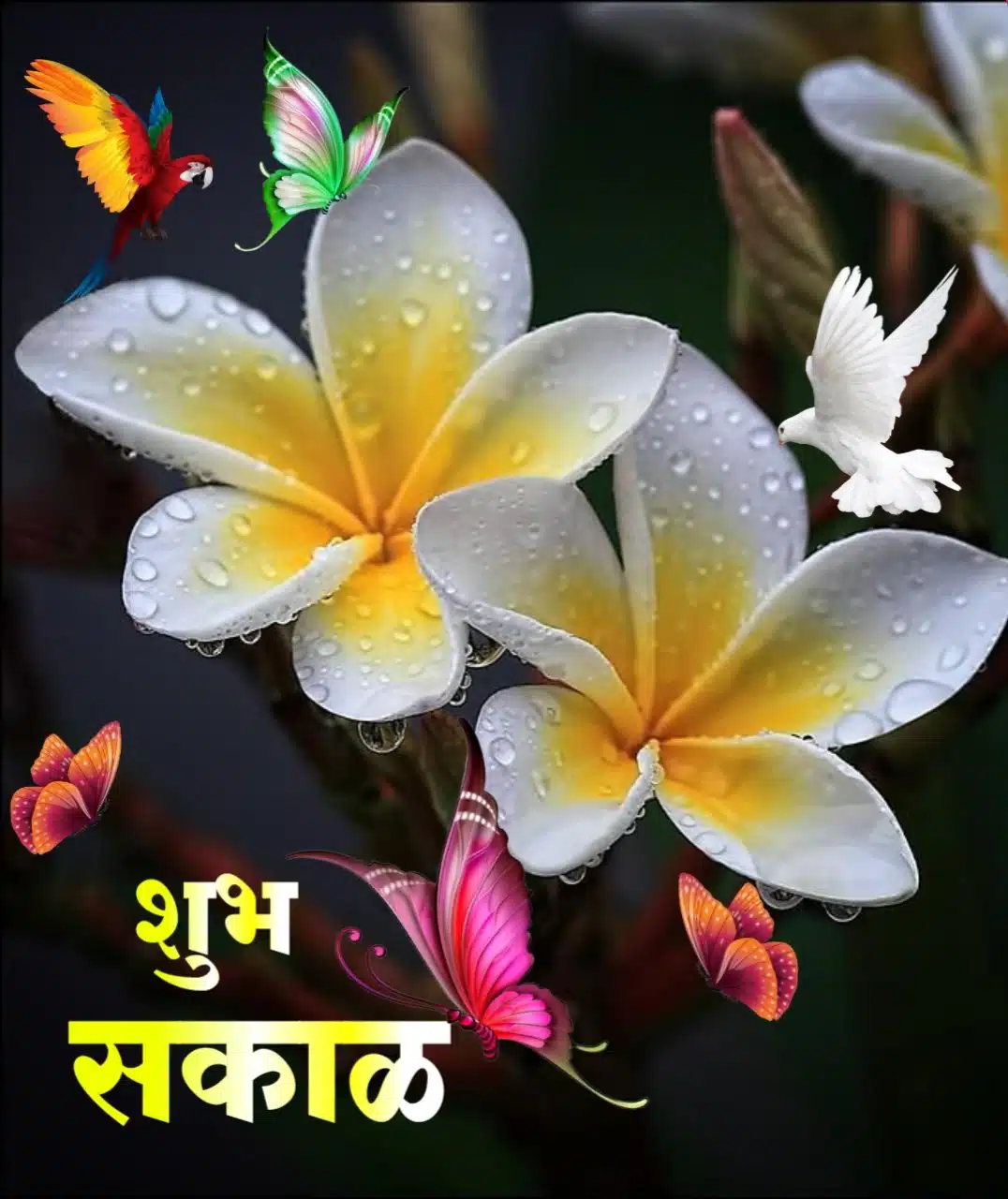 Flowers शुभ सकाळ