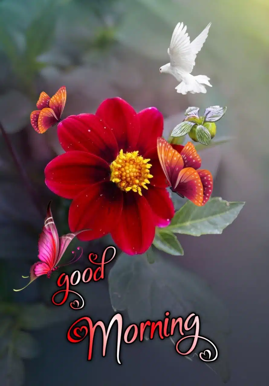 Good Morning Flowers