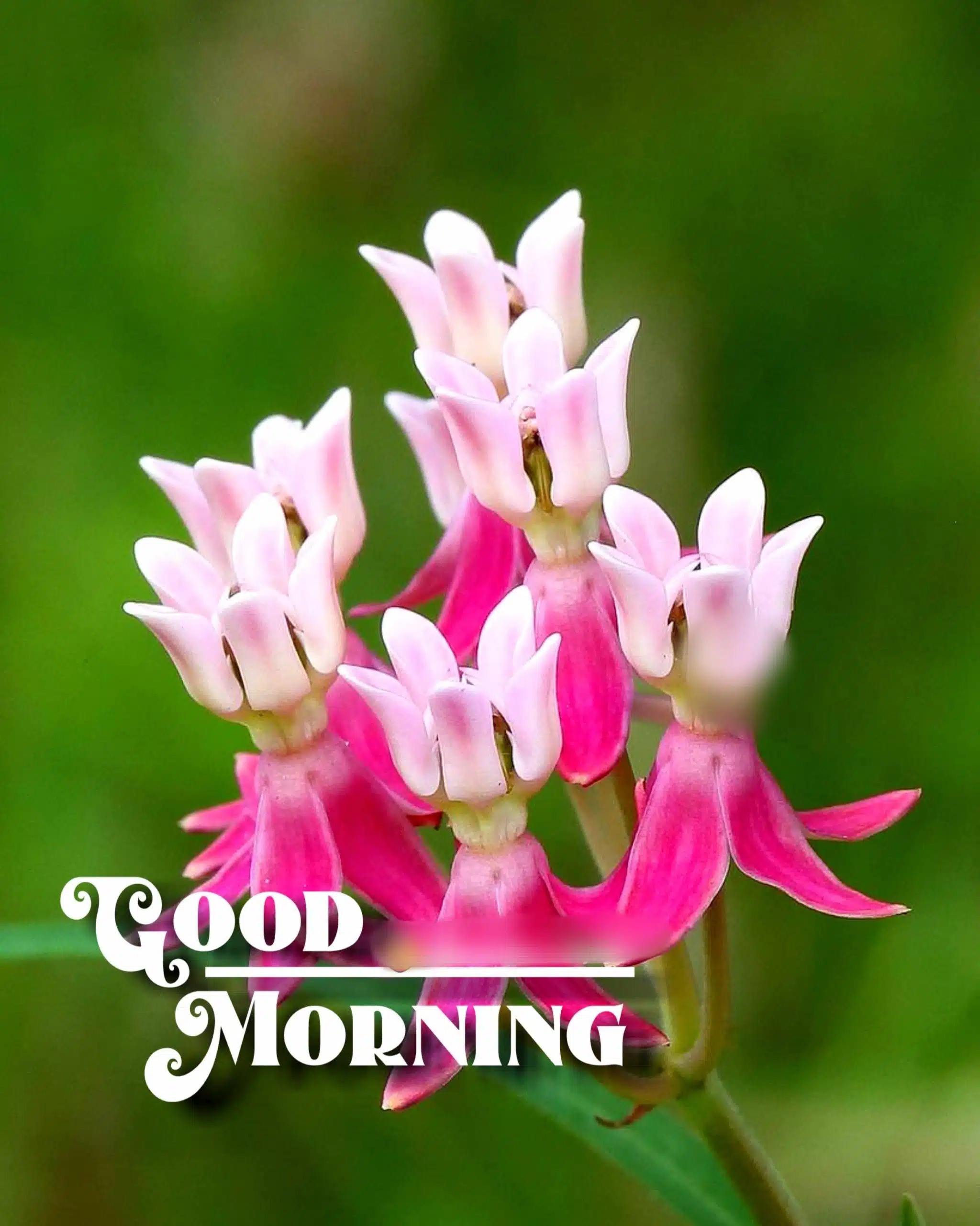 Good Morning Flowers Images In Marathi