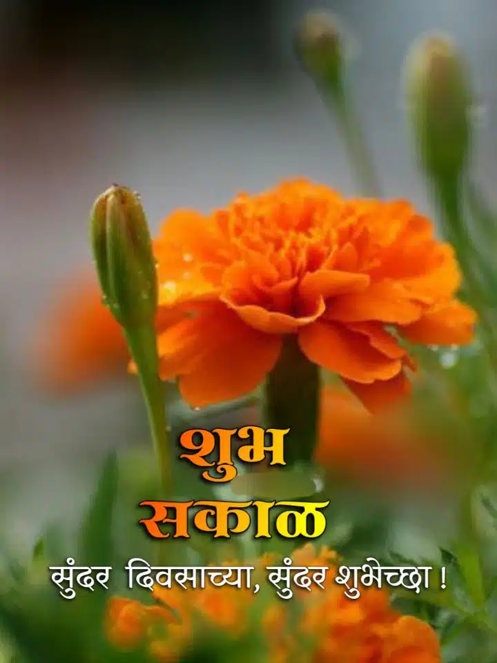 Flowers शुभ सकाळ