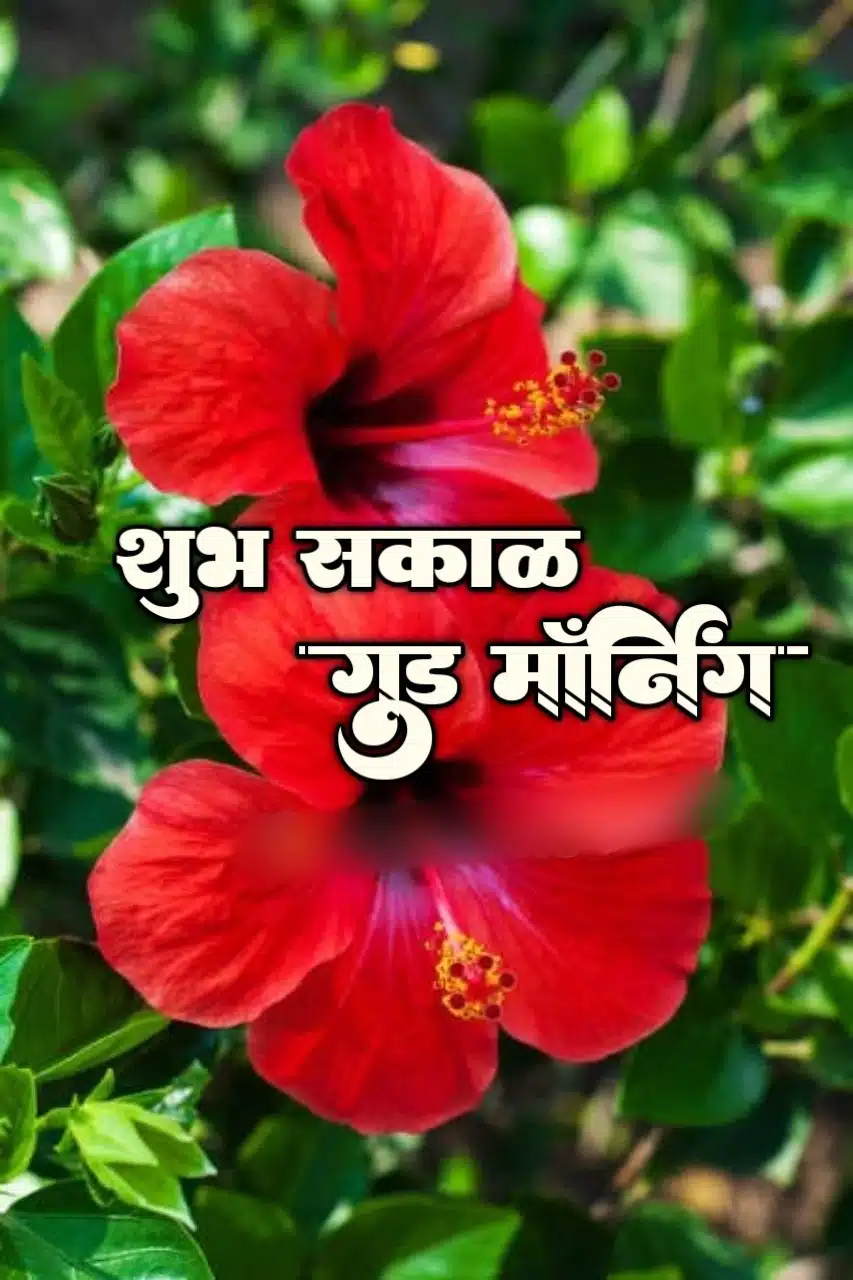 Flowers शुभ सकाळ