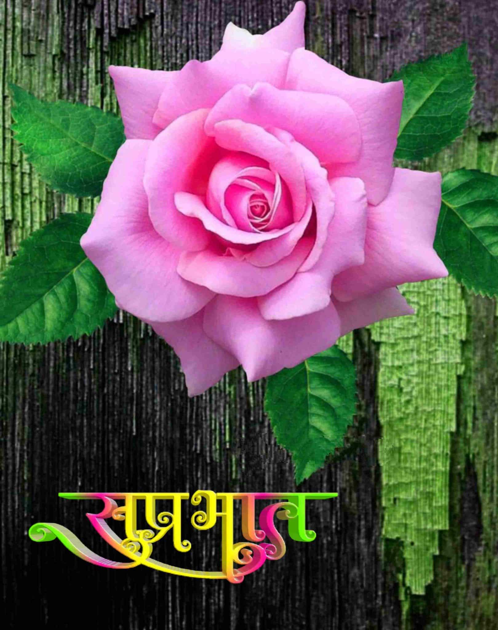 Rose Flowers शुभ सकाळ