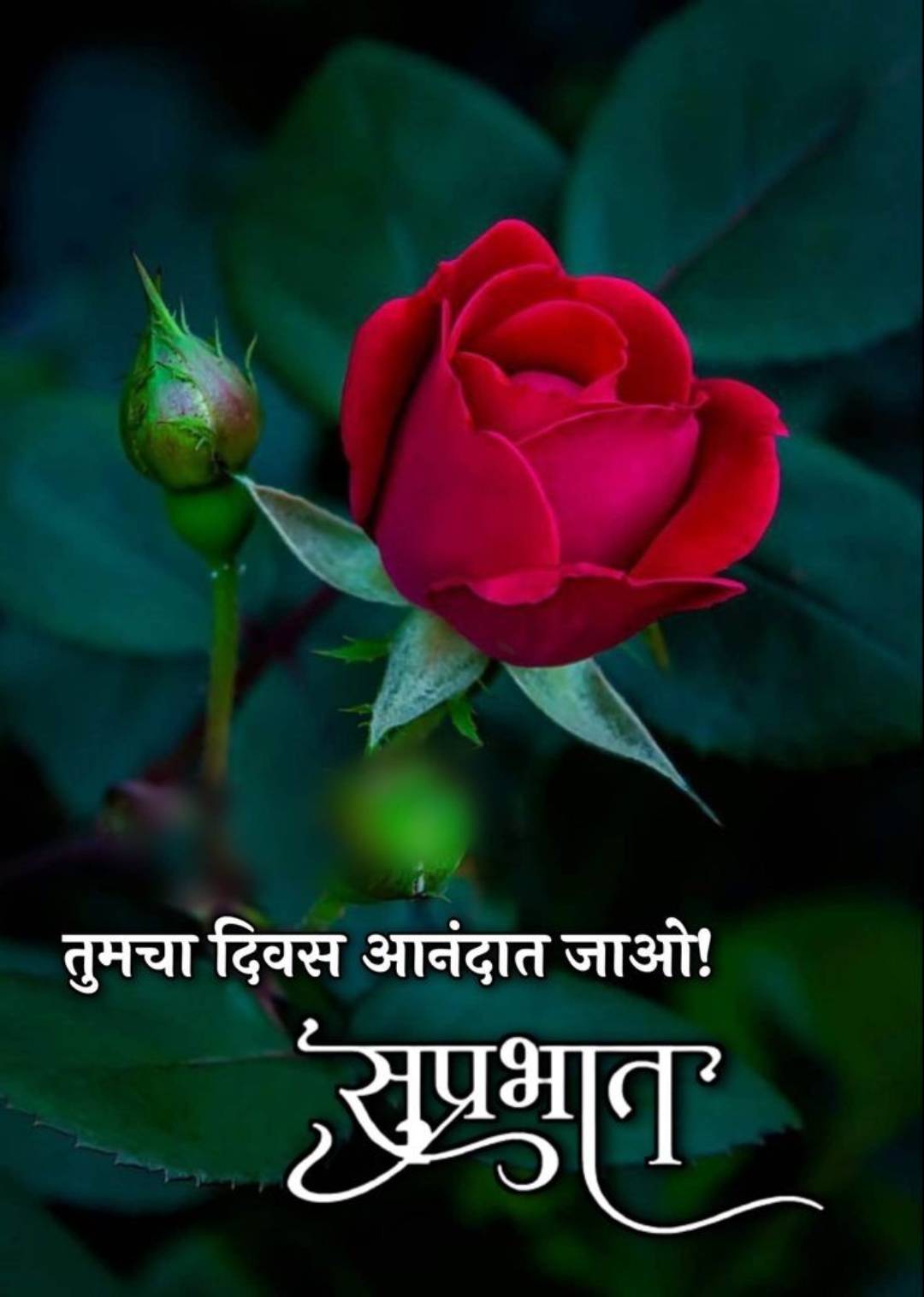 Rose Flowers शुभ सकाळ