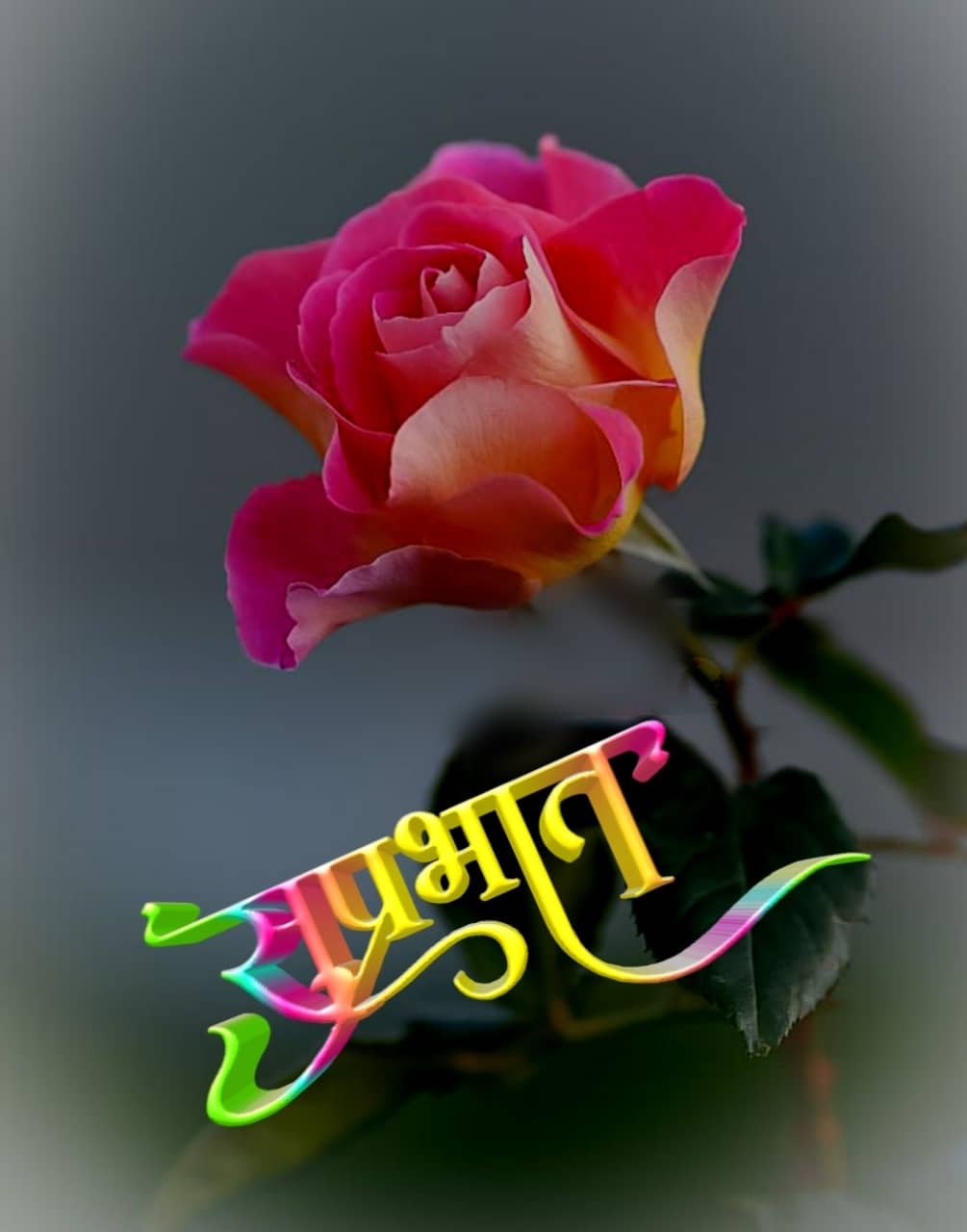 Rose Flowers शुभ सकाळ