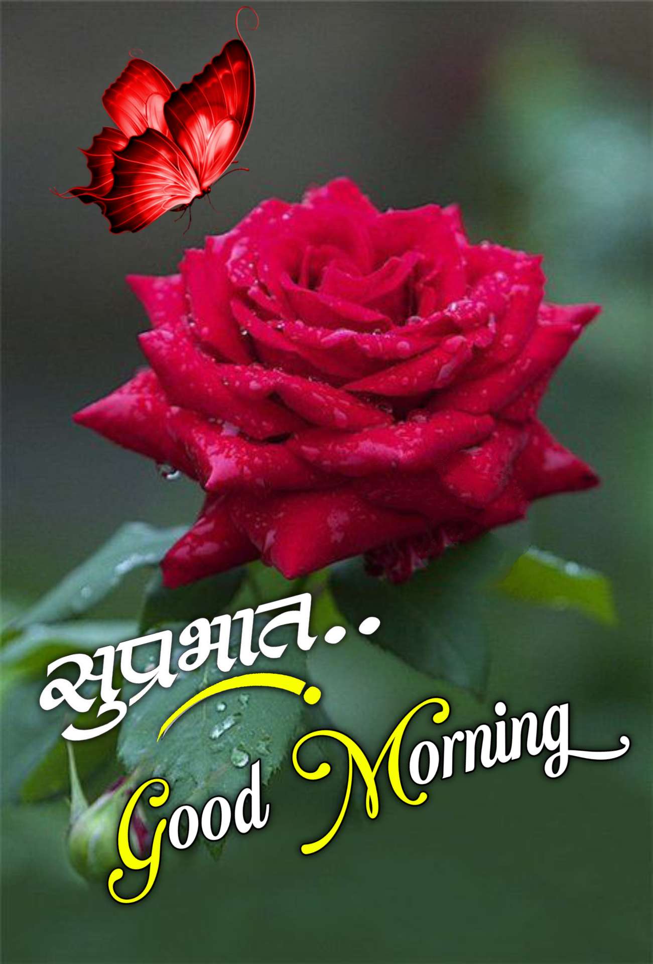 Rose Good Morning Marathi